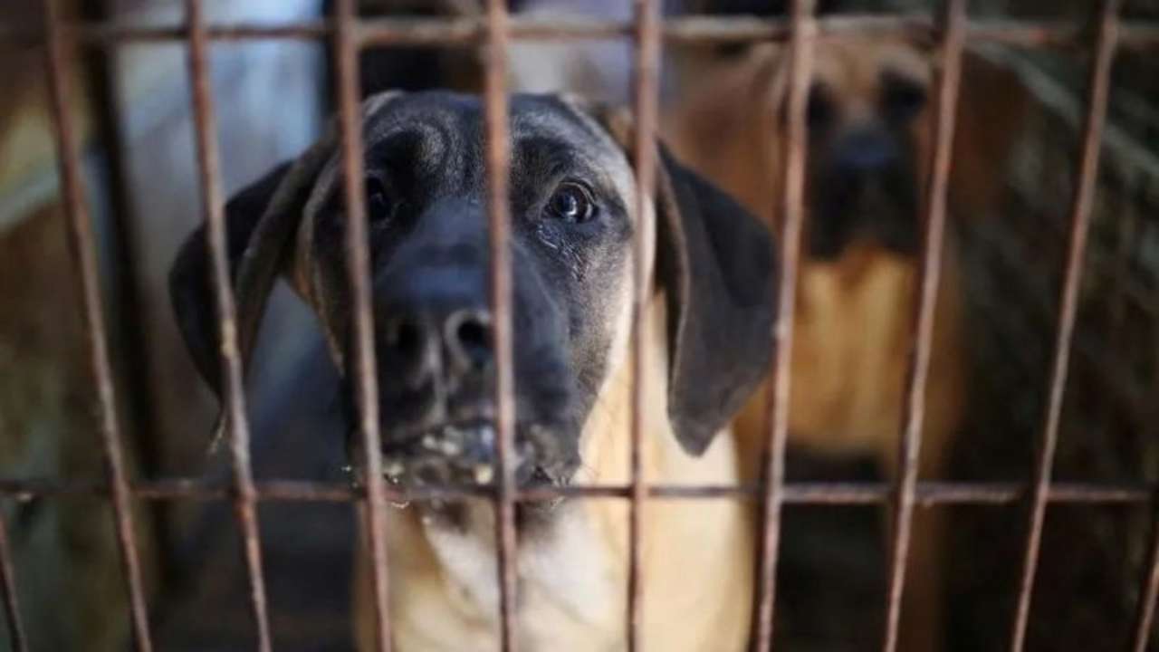 Південна Корея заборонила фермерство та продаж мʼяса собак/Фото: REUTERS Південна Корея заборонила фермерство та продаж мʼяса собак