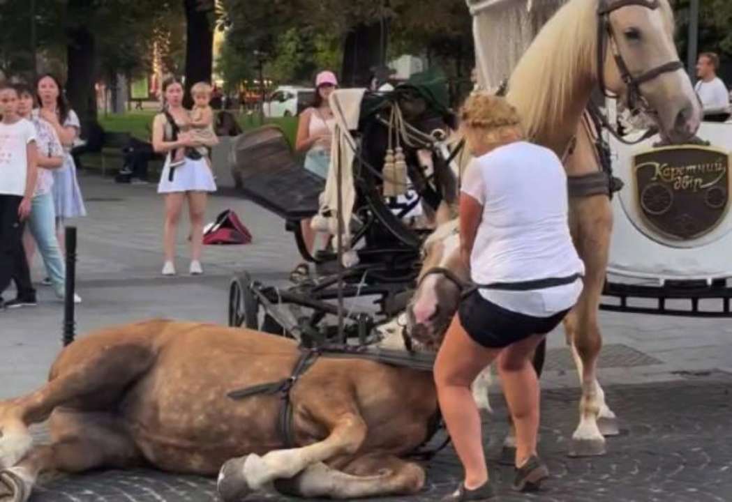 Садовый объяснил запрет на лошадей в центре Львова/Фото: кадр из видео Садовый объяснил запрет на лошадей в центре Львова/Фото: кадр из видео